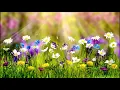 Download Lagu Suara Gitar dan Piano Yang Ceria sebagai Relaksasi untuk menambah Semangat #relaxing #music