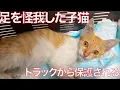 Download Lagu 足を負傷した脱水の子猫、トラックの荷台から保護される The injured kitten was rescued from the bed of a truck