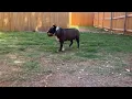 Tillie the Pug is having a great time playing fetch