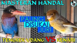 masteran handal paling disukai juri burung kenari versus tengkek udang