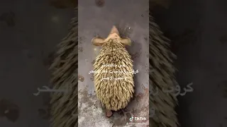 فوائد القنفذ للمراة العزباء المتعطلة عن الزواج ودفع العكوسات والنحوسات من جسدها وقرينها 07709944992 