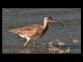 Download Lagu suara pikat burung gajahan||cocok nyangong di empang.