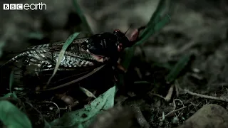 This Fungus Turns Insects Into Zombies | Natural Born Killers | BBC Earth