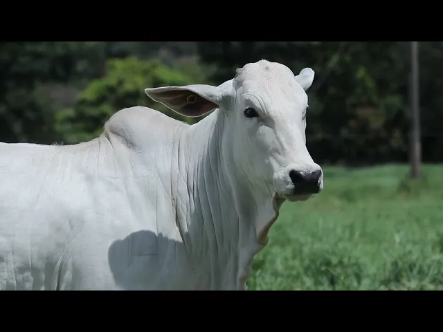 Novilha Nelore NBEM - 431