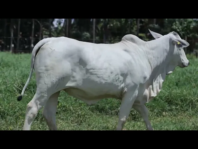 Novilha Nelore NBEM - 431