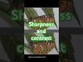 Download Lagu Brightin Star 85mm f/1.8 AF - Scherpte en contrast