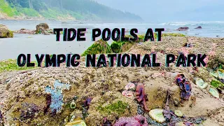 Best Tide Pool in Olympic National Park KCandtheOverlanders