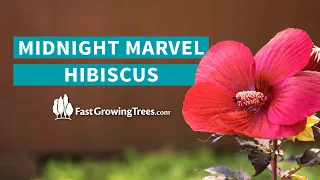 Midnight Marvel Hardy Hibiscus YouTube Video Banner