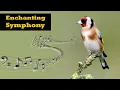 Lagu Legendary Goldfinch Singing