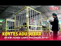Lagu Liga Ayam Pelung, Kontes Adu Suara Ayam Pelung Terbesar di Jawa Tengah