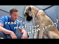 Lagu Watch this Puppy Discover Love for the First Time