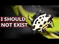 Spiny Orb Weaver facts the Spikey Spiders Animal Fact Files