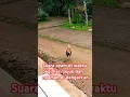 Download Lagu Suara ayam di waktu subuh#vidioshorts #viralshort #ayamkampungpetelur #love #song #music #friends