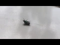 Figeater beetle hungry and smells my lunch