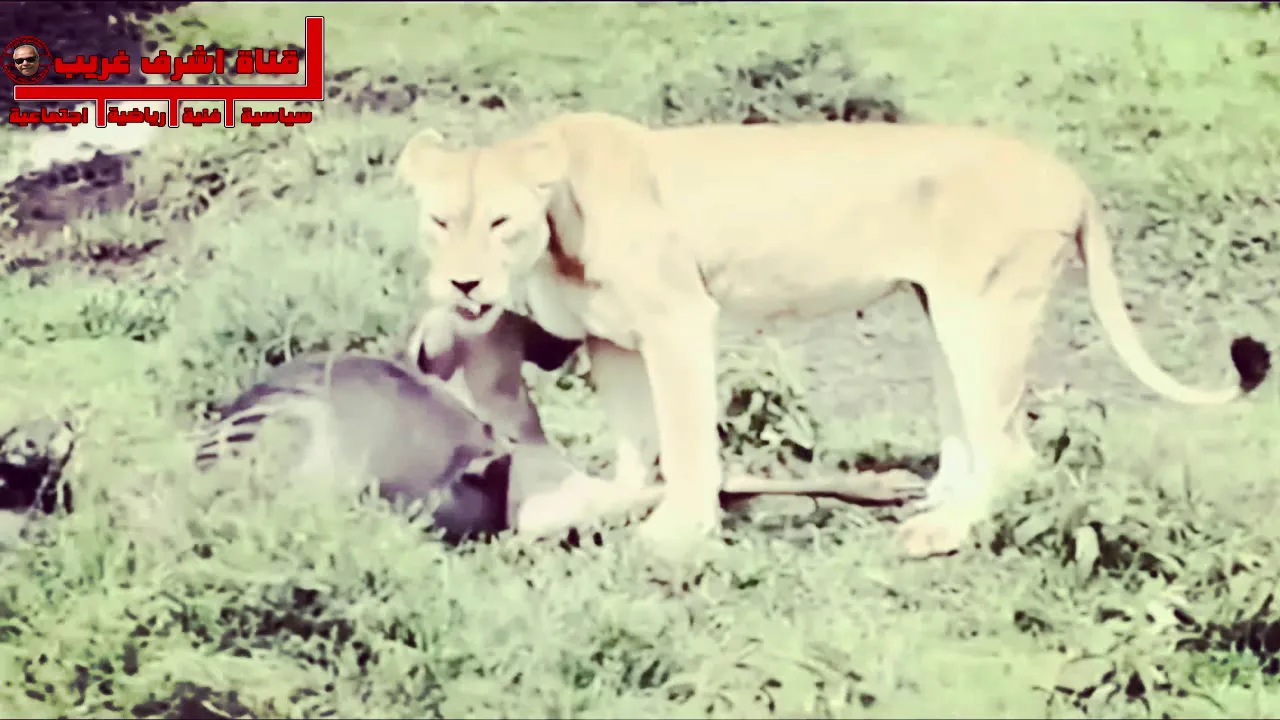 رحمة الحيوان في عالم بلا رحمة