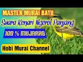 Download Lagu Master Terbaik Untuk Murai Batu Suara Kenari Ngerol Panjang berjeda