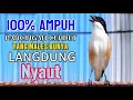 Download Lagu Suara Cendet Gacor Toet toet Efektif Anti Gagal Bikin Cendet Malas pun Langsung Nyaut Bunyi Seketika
