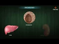 Peroxisomes - Structure and function Cell Physiology medical animations