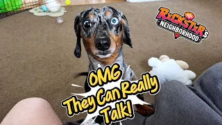OMG! More Hilarious Talking Animals! Ep4