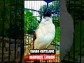 Download Lagu suara burung kutilang gacor memanggil lawan