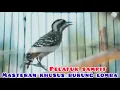 Download Lagu Masteran Pelatuk Sampit Gacor