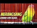 Pancingan lovebird ampuh merangsang ngekek dan cepat gacor