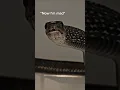 Download Lagu There's a mad snake in my shower. #reptiles #pets