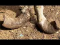 Download Lagu Ten Years Of Torture! A Donkey's Hoof Was Half A Foot Up And No One Cared. The Rescue Proce