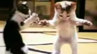 القطه المشمشية حلوه بس شقية 