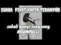 Download Lagu SUARA PIKAT KACER TERAMPUH||SEKALI BUNYI_LANGSUNG_NGUMPULLL
