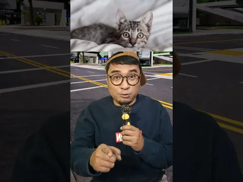 Kenapa Suka Kucing #kucing #hewan #kucinglucu #hewanlucu #wantaro