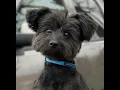 Kirk a WAAL Rescue