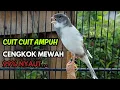 Lagu KENARI GACOR  Cuit CUIT BIRAHI SUARA Kenari MASTERAN TERBAIK UNTUK PANCINGAN \u0026 MASTERAN Kenari PAUD
