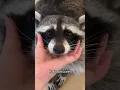 Lagu Racoon is the cutest animal on the planet!!🦝❤️