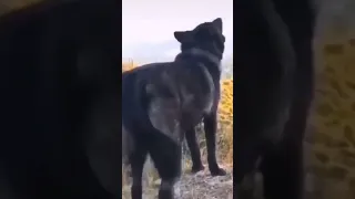 صوت عواء الذئب ذو العرف الشيب 