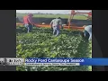 Rocky Ford Cantaloupes Will Hit Grocery Store Shelves This Weekend