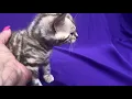 Bengal Cats Sale in Reinholds PA