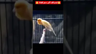 تغريدة ذكر كناري هائج جدا ينادي أنثى الكناري يريد كسر القفص من شدة هيجانه Singen Ganari Vogel 