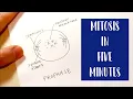 Mitosis in 5 Minutes Drawing and Labeling Diagram Tutorial