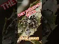 Download Lagu WARNING! THESE 5 FREAKY SPIDERS WILL GIVE YOU NIGHTMARES!