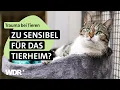 Download Lagu Tiere im Dauerstress: Gebrochene Herzen \u0026 leise Hoffnung | S04/E03 | Hallo Tierheim! | WDR