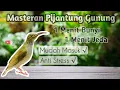 Download Lagu Masteran Burung Pijantung Gunung || 1 Menit bunyi, 1 Menit Jeda