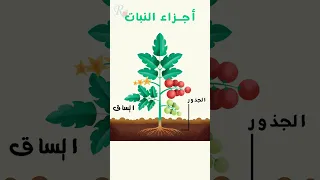 معلومة مع بلال        أجزاء النبات                        قناة روز للأطفال   بدون موسيقى دندنها