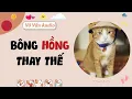 Download Lagu Audio Full | Bông Hồng Thay Thế | Vớ Vẩn Audio