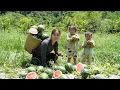 Download Lagu Harvest giant watermelons to sell at the market - cook porridge for little daughter to eat
