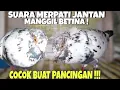 Download Lagu SUARA MERPATI JANTAN MEMANGGIL BETINA COCOK BUAT PANCINGAN