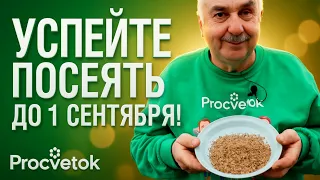 УСПЕЙТЕ ДО 1 СЕНТЯБРЯ! Что посеять на пустые грядки, чтобы избавиться от болезней и вредителей