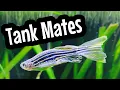 Download Lagu Best Zebra Danio Tank Mates