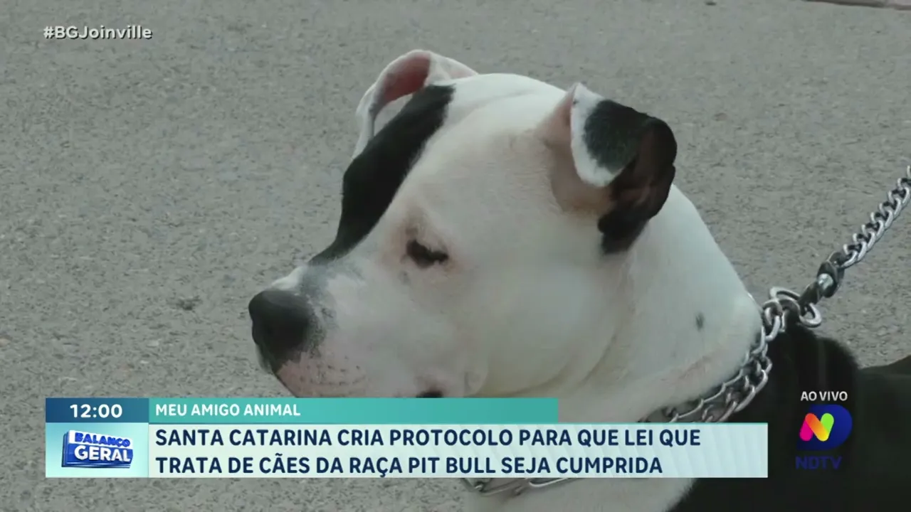 Santa Catarina cria protocolo para que lei que trata de cães da raça pitbull seja cumprida