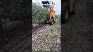 حصاد الزيتون 